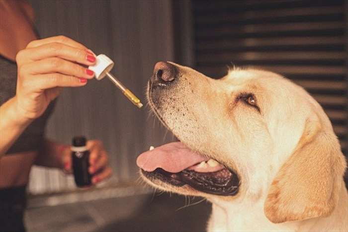 Les différents bienfaits du cannabidiol pour les chiens