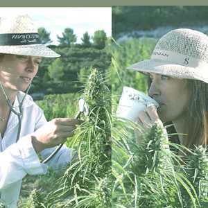 Les Artisanes De Marie-Jeanne, un distributeur de CBD à Sète
