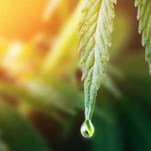 emmanuel, un distributeur de produits CBD à Gex