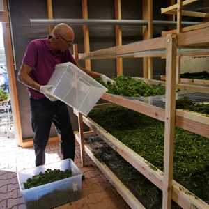 Les tisanes de Papy, un distributeur de CBD à Annemasse