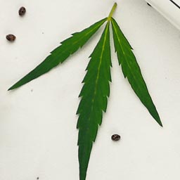 Morgan , un marchand de produits à base de cannabidiol à Alès